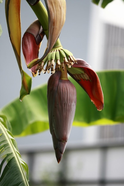 Banana na bananeira no jardim