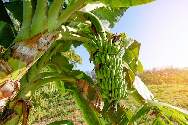 Banana na bananeira no verão banana crua banana verde no jardim