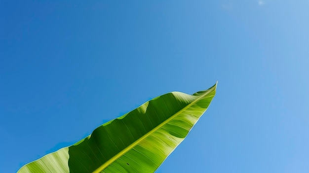 Banana verde sai com céu azul claro gerat ai