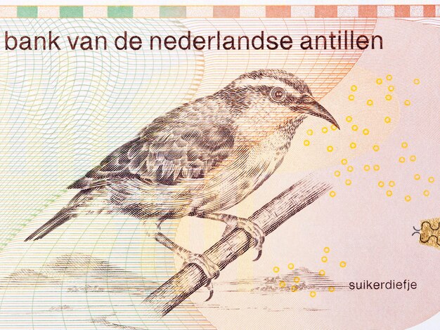 Bananaquit do florim monetário das Antilhas Holandesas