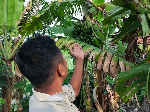 Bananas ainda na árvore A beleza de colher frutas frescas