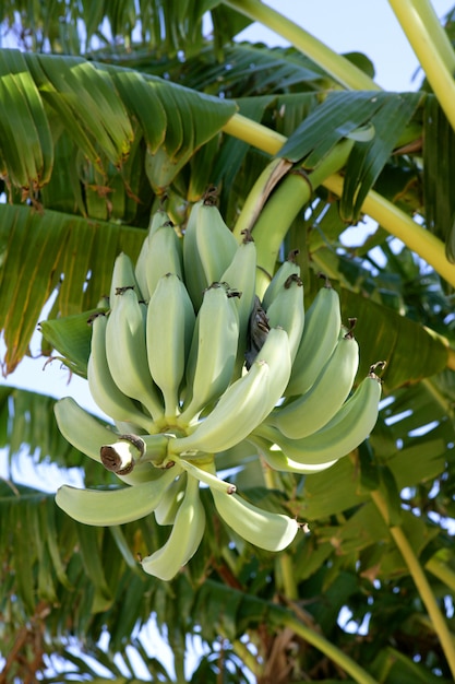 Bananas crescendo de árvore, ainda na cor verde