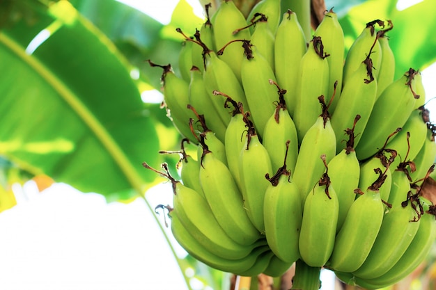 Bananas em árvores com luz solar.