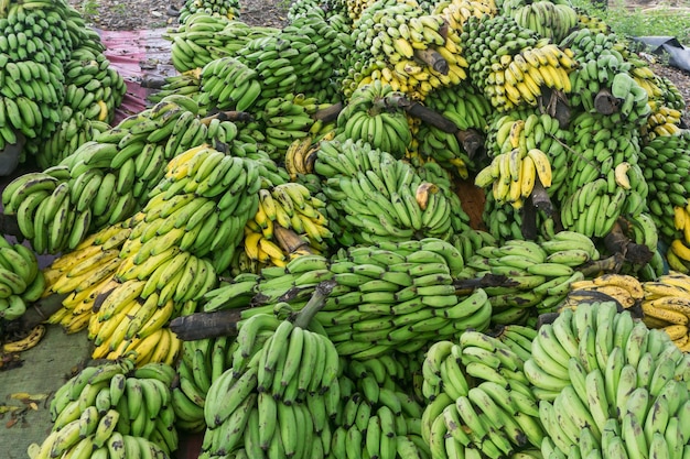 Bananas em casa de fazendeiros