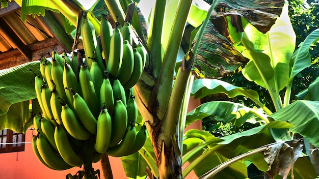 Bananas em uma bananeira. Koh Phangan. Tailândia