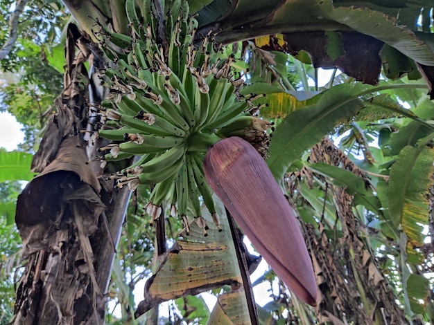 Bananas na bananeira de Bangladesh. Que é adequado para cozinhar como vegetal.