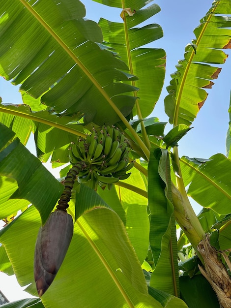 Bananas verdes creciendo en árboles tropicales al aire libre en un día soleado vista de bajo ángulo