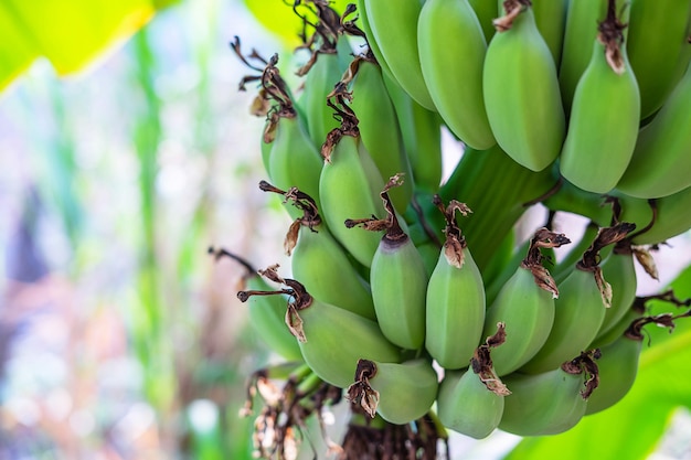 Bananas verdes cruas de bananeiras