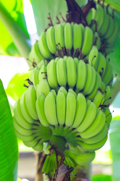 Bananas verdes frescas. Bananas penduradas na árvore.