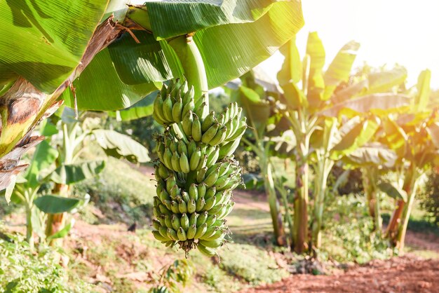 Bananas verdes no jardim da plantação agrícola de bananas na Tailândia, frutas de verão