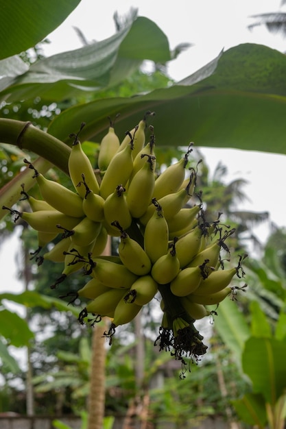 Bananas verdes pequenas na palmeira