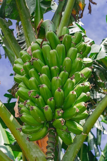 Foto bananas verdes que crescem na planta ilhas canárias espanha