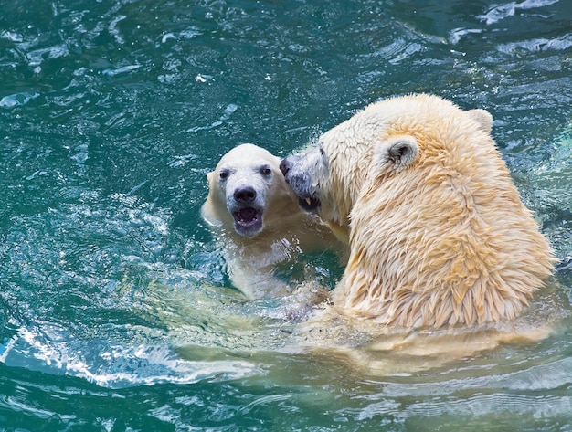 Bañando osos polares