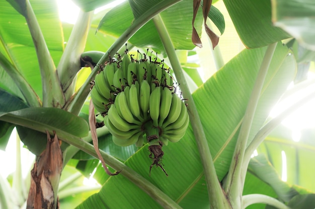 Banane auf Baum am Himmel.