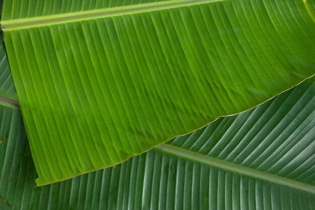 Banane blattfrisches grünes zartes Bananenblatt strukturierter Hintergrund