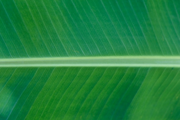 Banane gestreiftes Detail