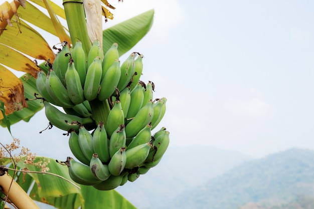 Banane mit dem Himmel.