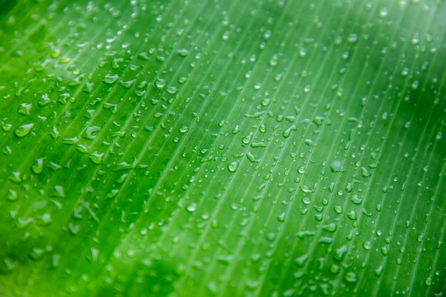 Banane Palm Leaf, Natur Hintergrund Grünes Blatt mit Wassertropfen in der Mitte des l