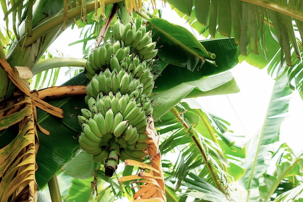 Banane roh auf Baum am Himmel.