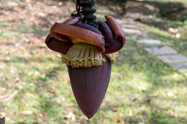 Bananeira anã no quintal da casa com a borla da fruta aparecendo