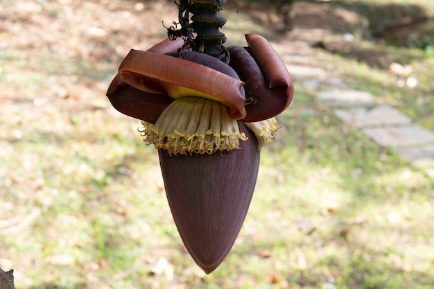 Bananeira anã no quintal da casa com a borla da fruta aparecendo