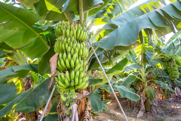 Bananeira com cacho de bananas verdes maduras em crescimento (Turquia - Alanya)