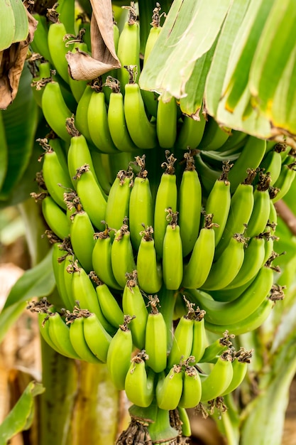 Bananeira com cacho de bananas verdes maduras em crescimento (Turquia / Alanya)