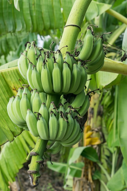 Bananeira com cacho de bananas