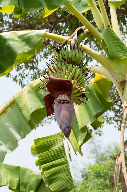 Bananeira com flor de banana