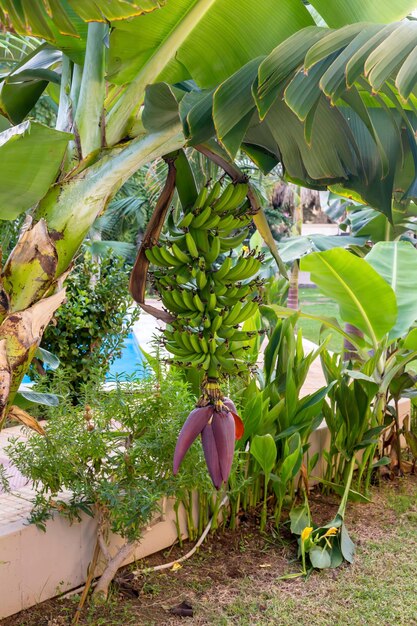 Bananeira com frutas closeup