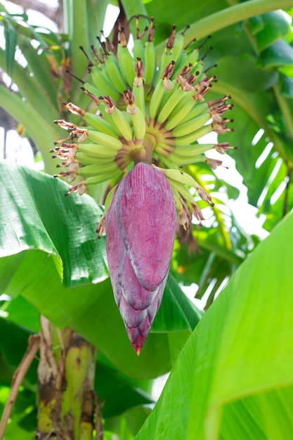 Bananeira com frutos jovens e uma grande flor de borgonha vegetação e amadurecimento de bananas frutas frescas na árvore