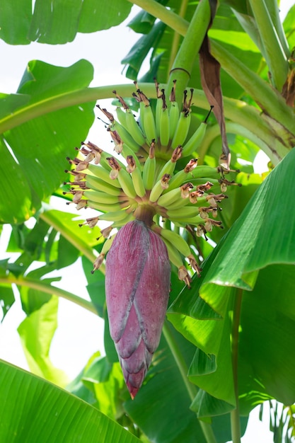 Bananeira com frutos jovens e uma grande flor de Borgonha Vegetação e amadurecimento de bananas Frutas frescas na árvore