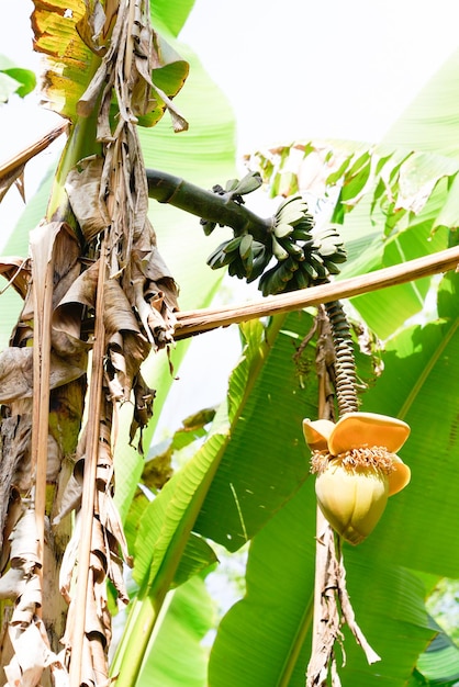 Bananeira com um cacho de bananas amarelas crescendo