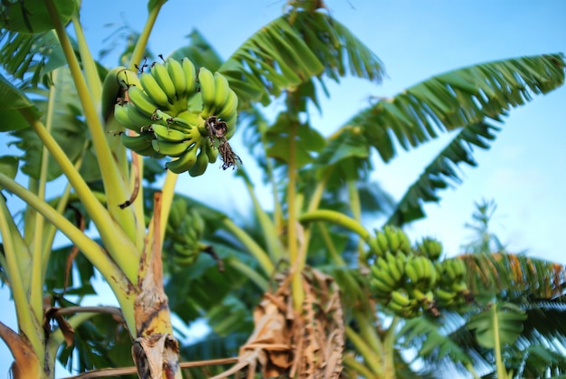 Bananeira com um cacho de bananas