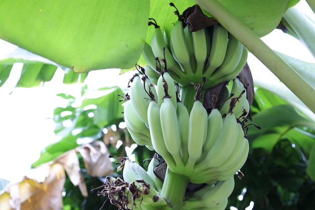 Bananeira cultivada ou Kluai Namwa