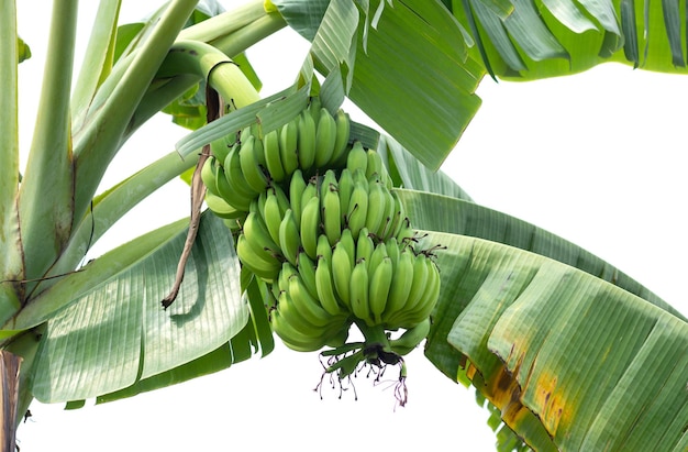 Bananeira em fundo branco