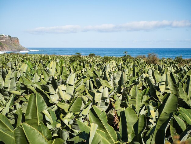 Bananeira em La Gomera