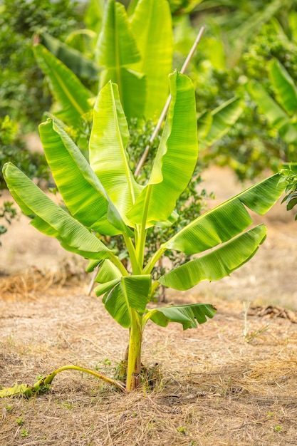 Bananeira jovem em pomares