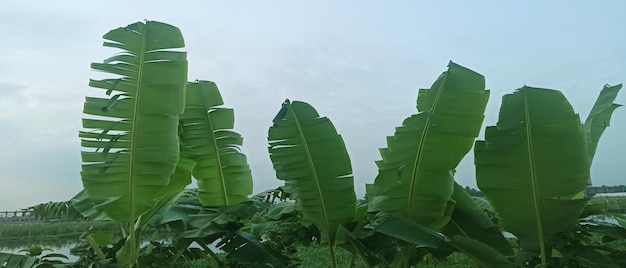 Bananeira no fundo do céu azul