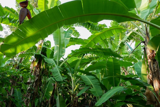 Bananeira no jardim