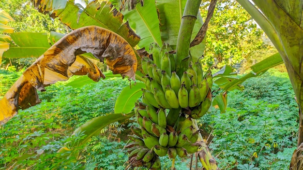 bananeira verde