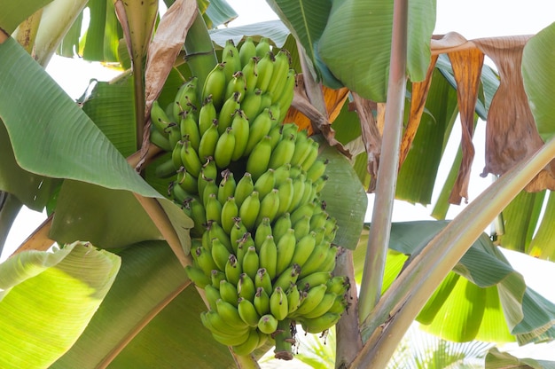 Bananeira