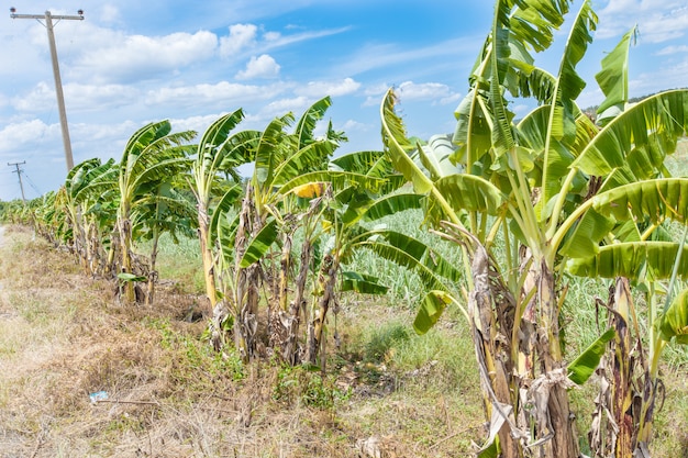 Bananeira