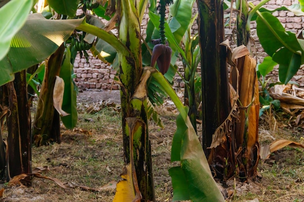 Bananeiras crescendo na plantação de banana