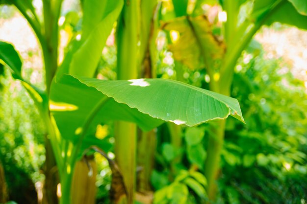 Bananeiras Dia ensolarado brilhante Grandes folhas verdes suculentas Um pomar Árvore decorativa