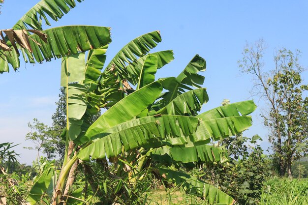 Bananeiras no jardim