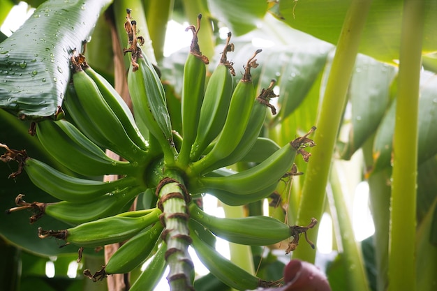 Bananen am Stiel noch an der Pflanze