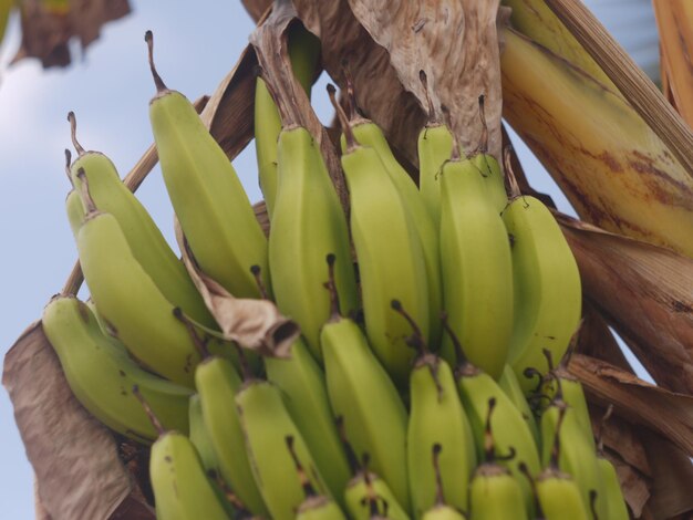 Foto bananen aus afrika