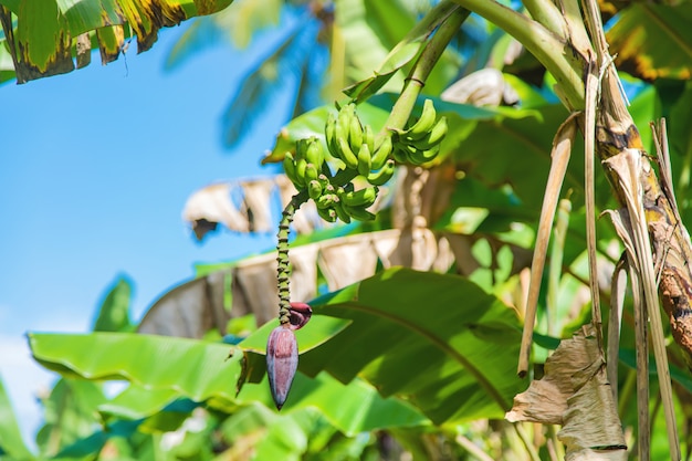 Bananen, die auf einer Palme wachsen.