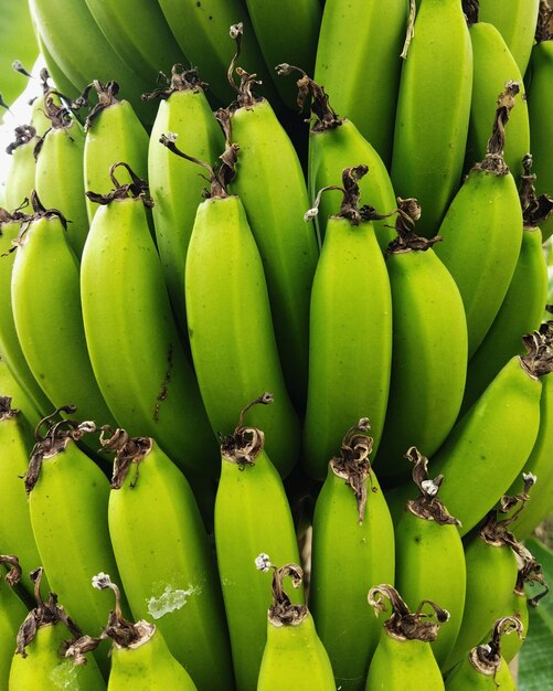 Foto bananen-großer fruchtbaum